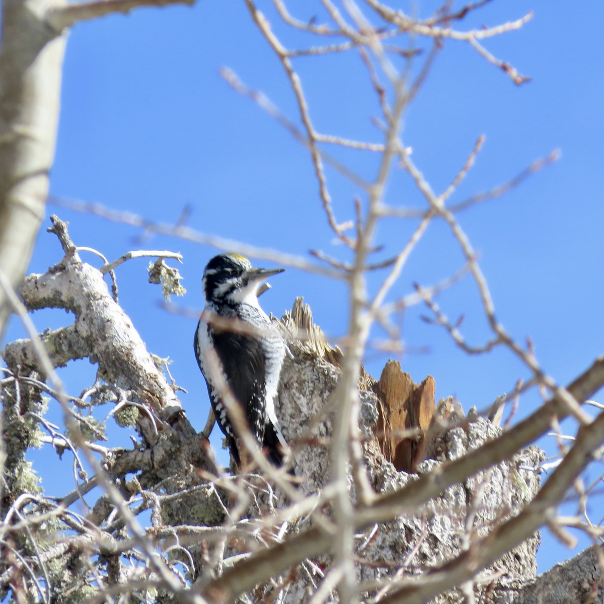 American Three-toed Woodpecker (Rocky Mts.) - ML426665611