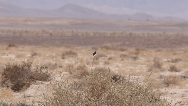 Mourning Wheatear - ML426666751