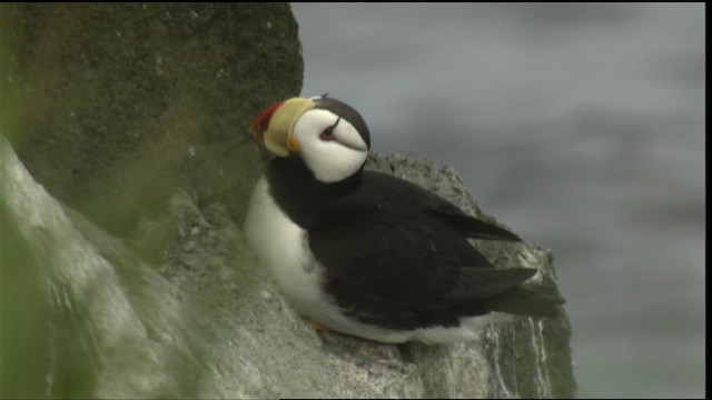 Horned Puffin - ML426667