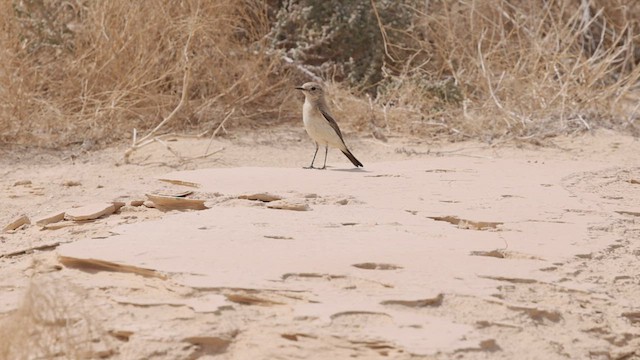 Desert Wheatear - ML426667401