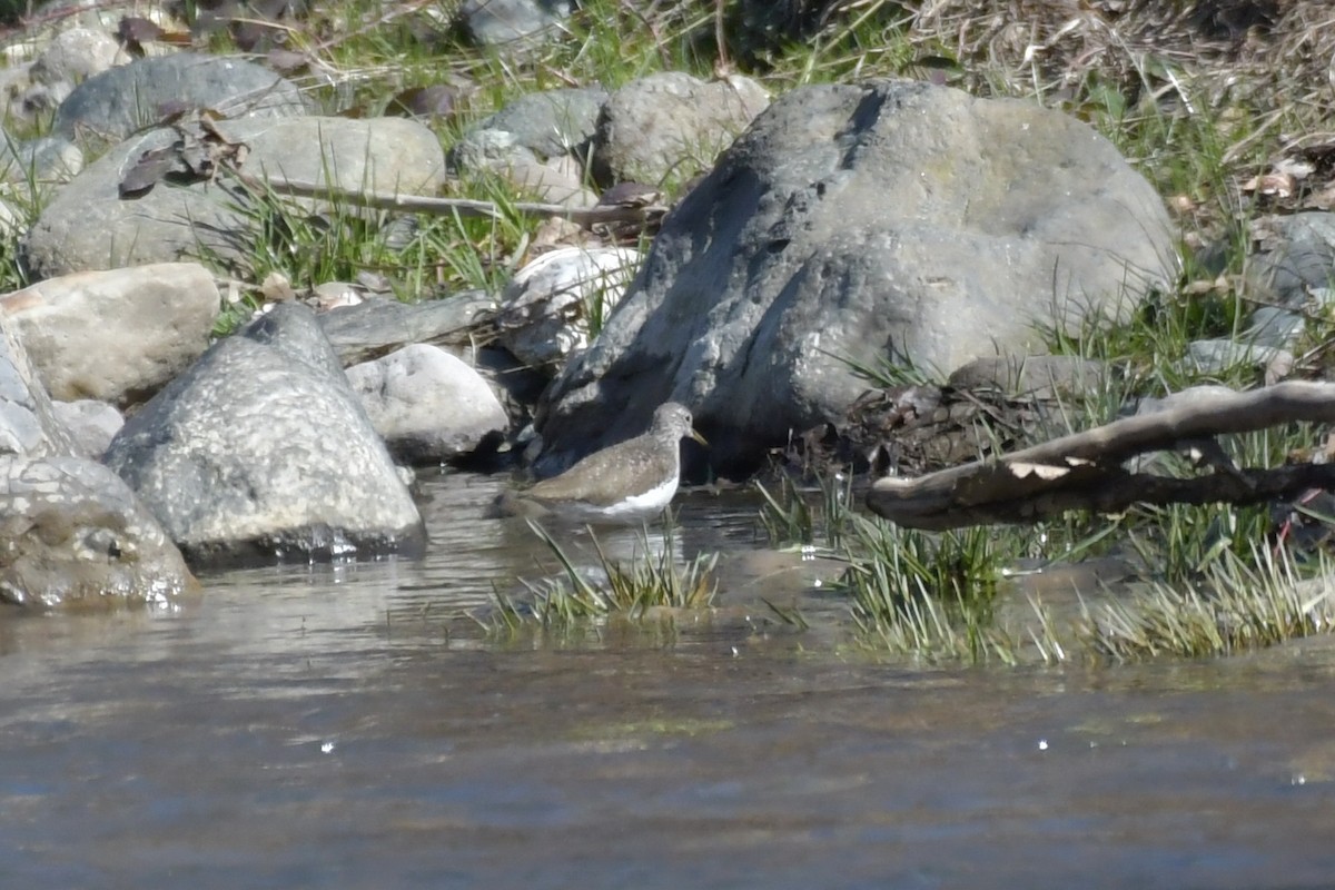 Common Sandpiper - Miroslav Milićević