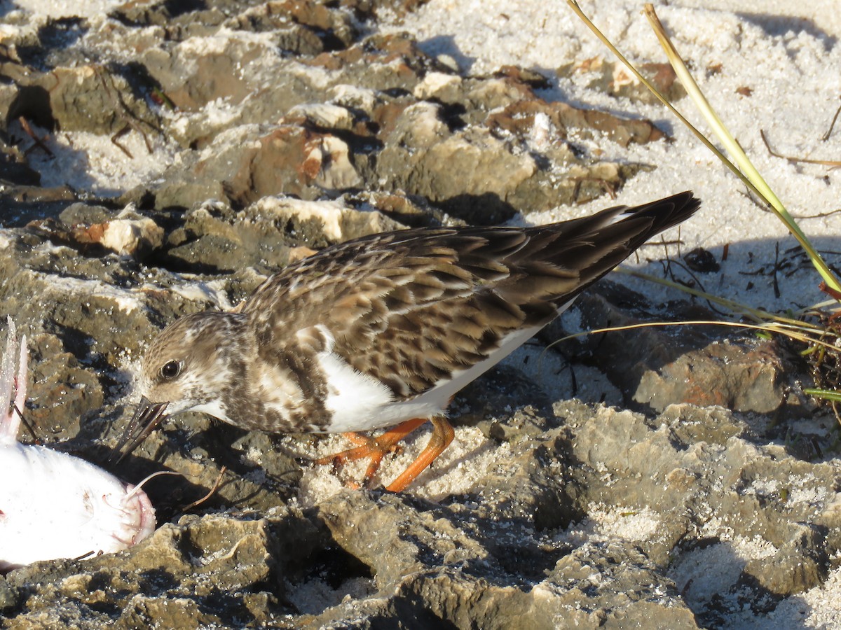 Ruddy Turnstone - ML42666751