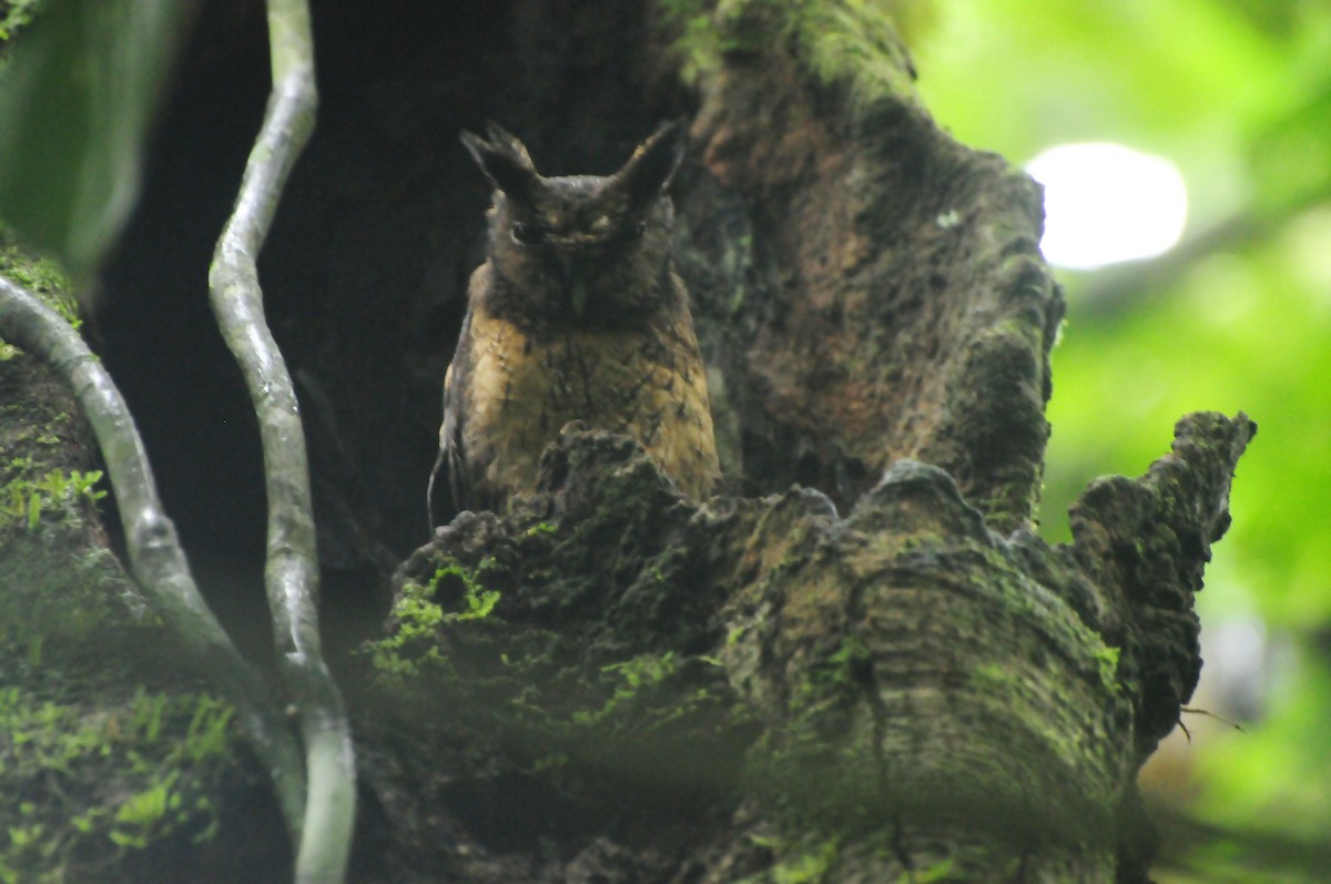 Tawny-bellied Screech-Owl - ML426667911