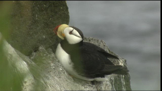 Horned Puffin - ML426668
