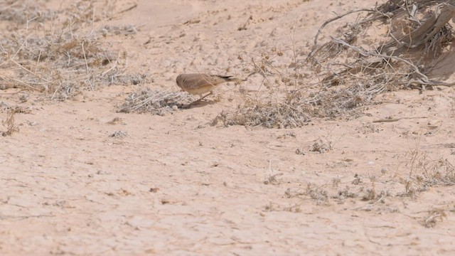 Desert Lark - ML426668381