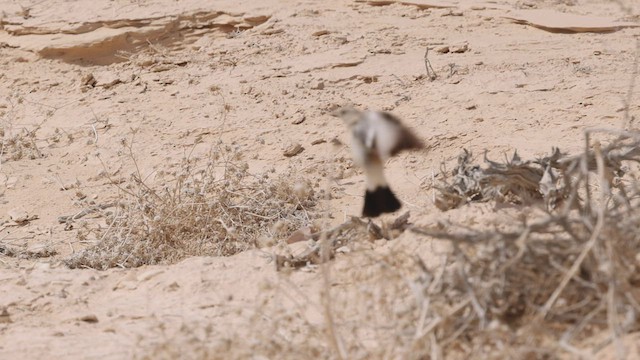 Desert Wheatear - ML426668731