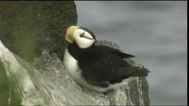 Horned Puffin - ML426669