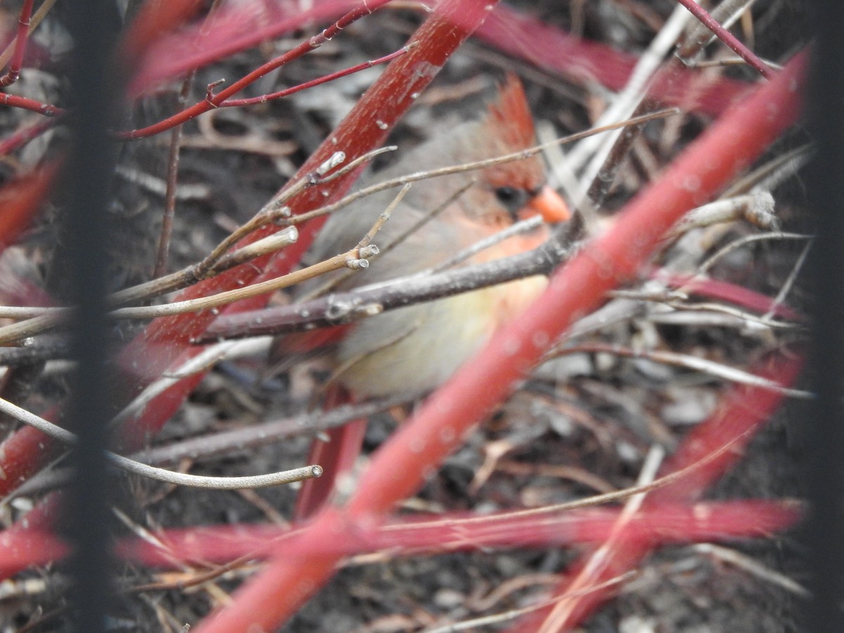 Northern Cardinal - ML426669071