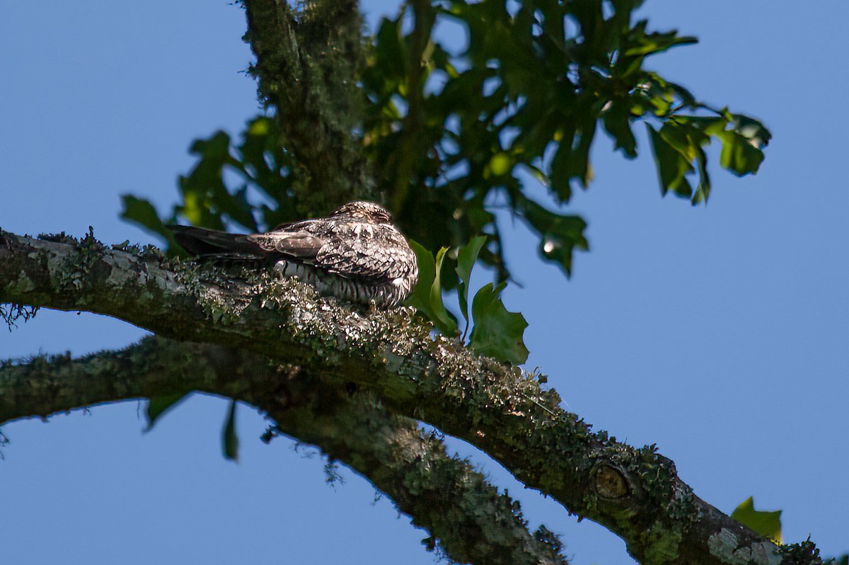 Common Nighthawk - ML426669161