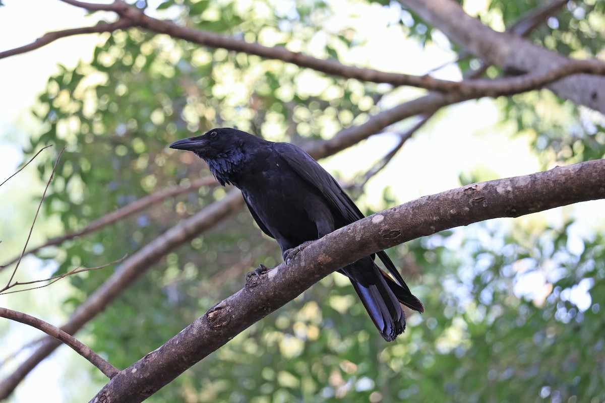 Australian Raven - Rick Franks