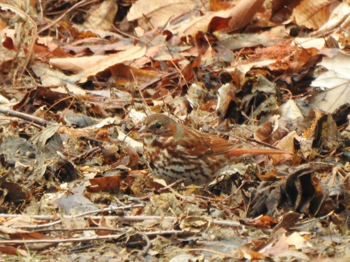 Fox Sparrow - ML426669581