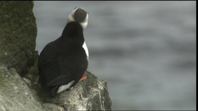 Horned Puffin - ML426670