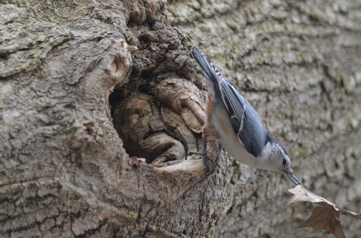 White-breasted Nuthatch - ML426670041