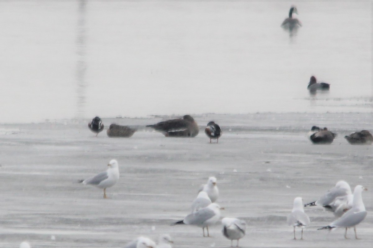 Greater White-fronted Goose - ML426670741