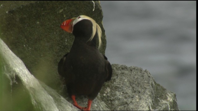 Tufted Puffin - ML426671