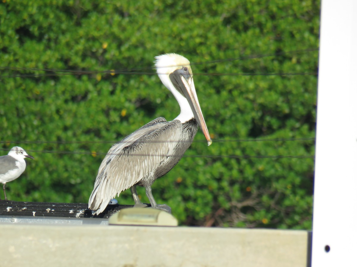 Brown Pelican - Curtis Mahon