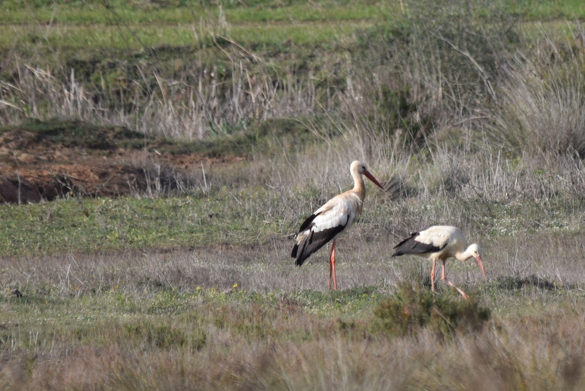 White Stork - ML426671651