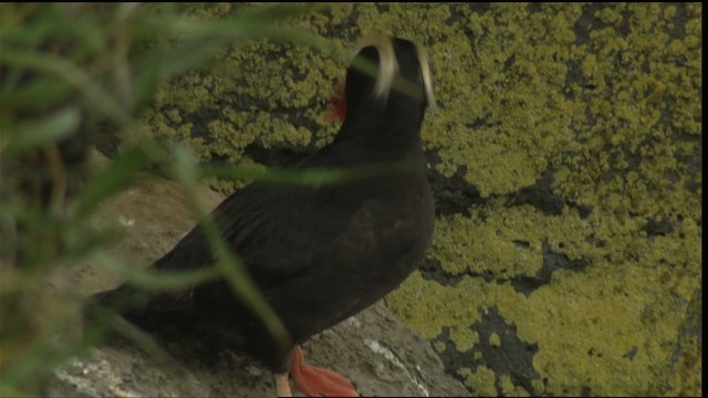 Tufted Puffin - ML426672