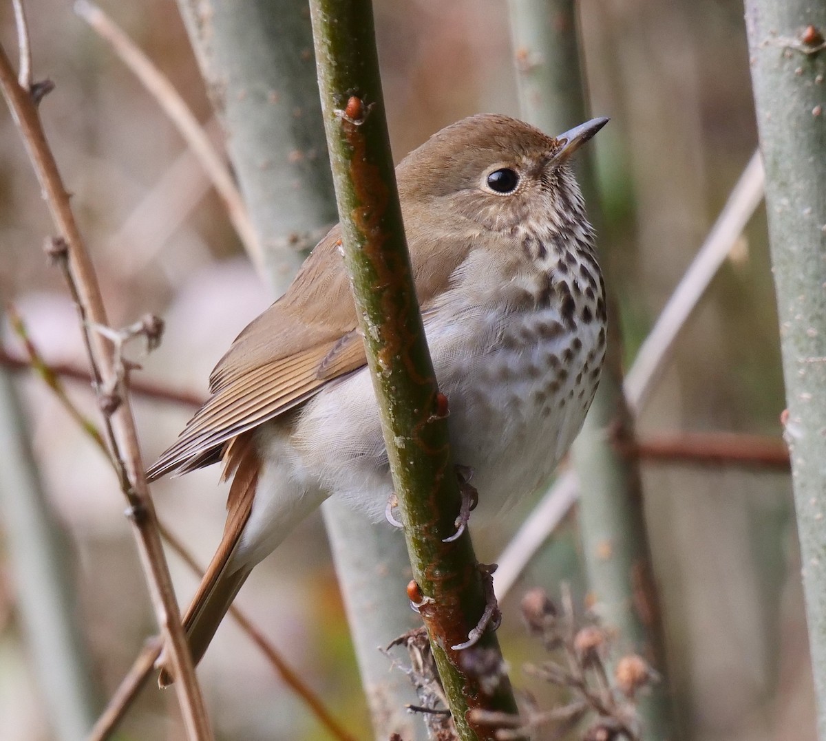 Hermit Thrush - ML426672511