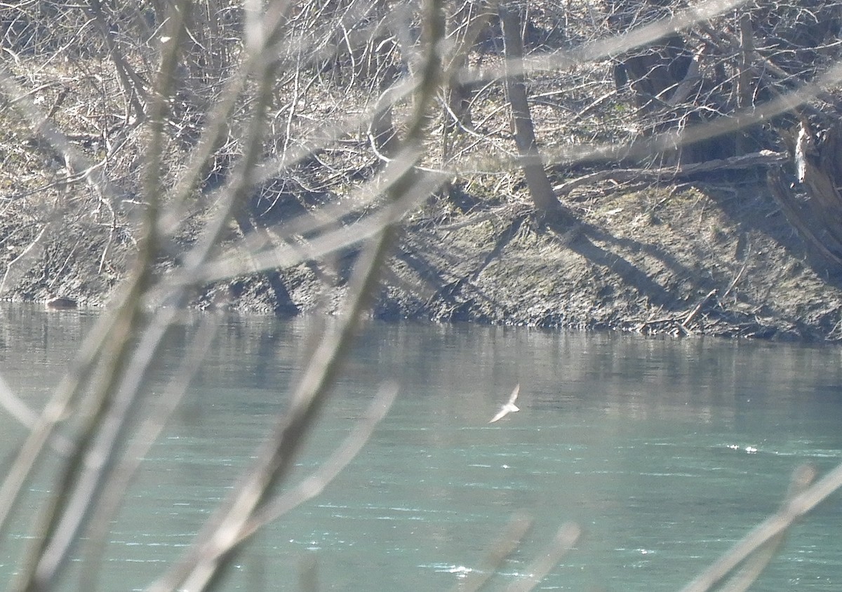 Green Sandpiper - ML426672841