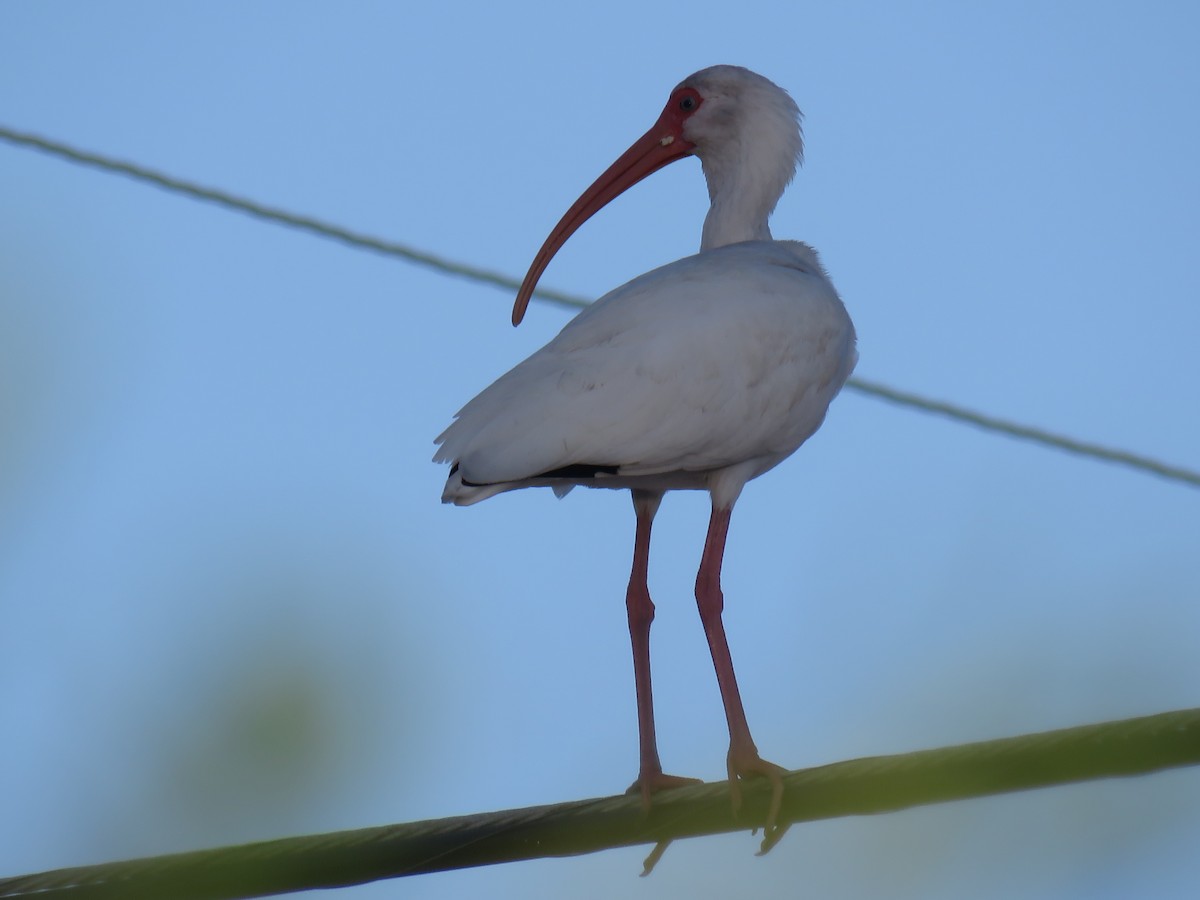 White Ibis - ML42667301