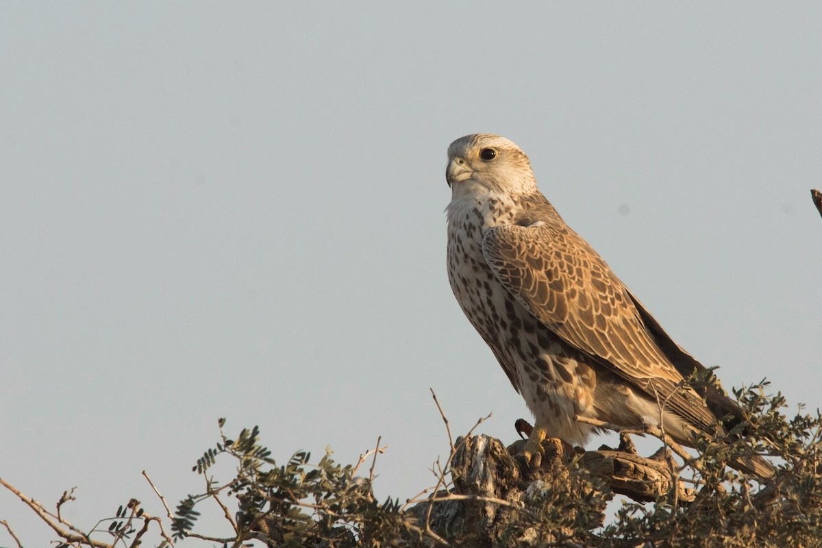 Saker Falcon - Manohara Kamath