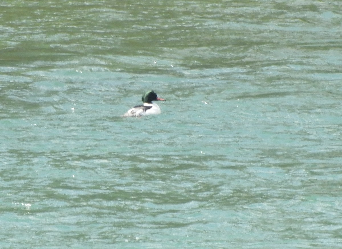 Common Merganser - ML426673291
