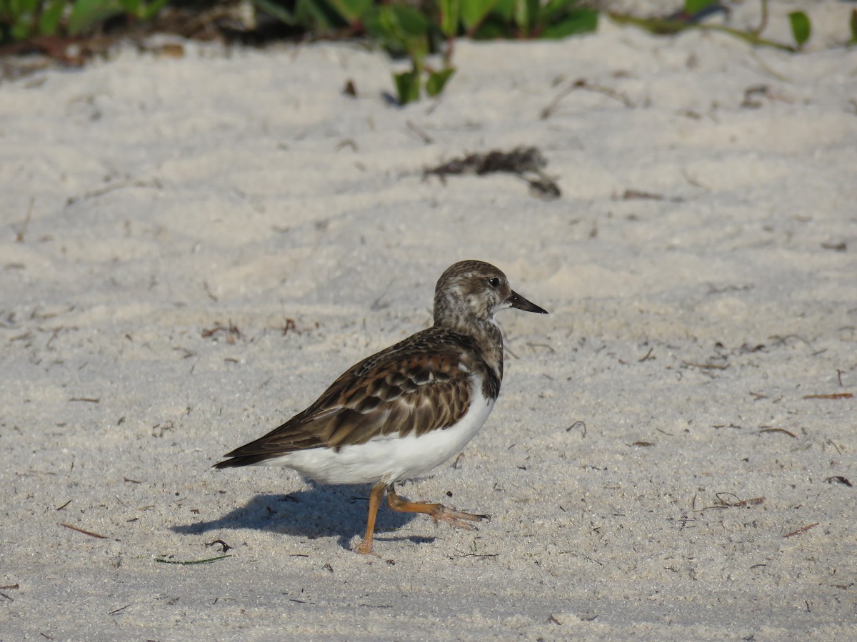 Ruddy Turnstone - Curtis Mahon