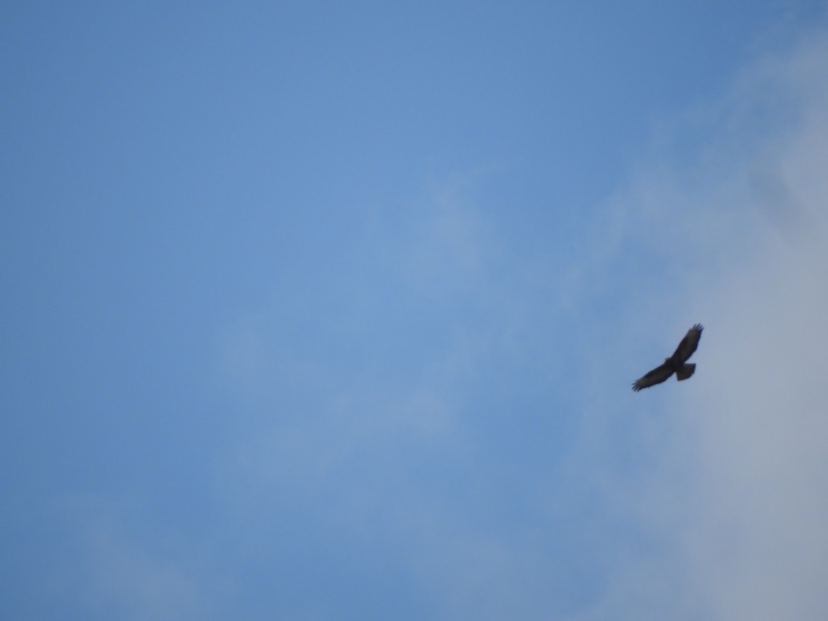 Common Buzzard - ML426673361