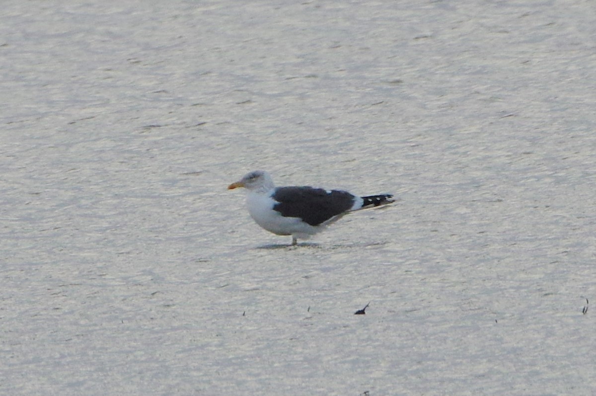 Lesser Black-backed Gull - ML426673651