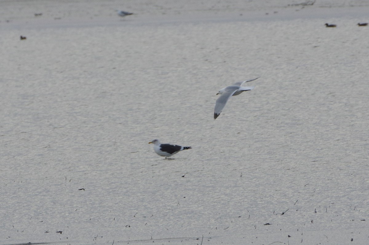 Lesser Black-backed Gull - ML426673751