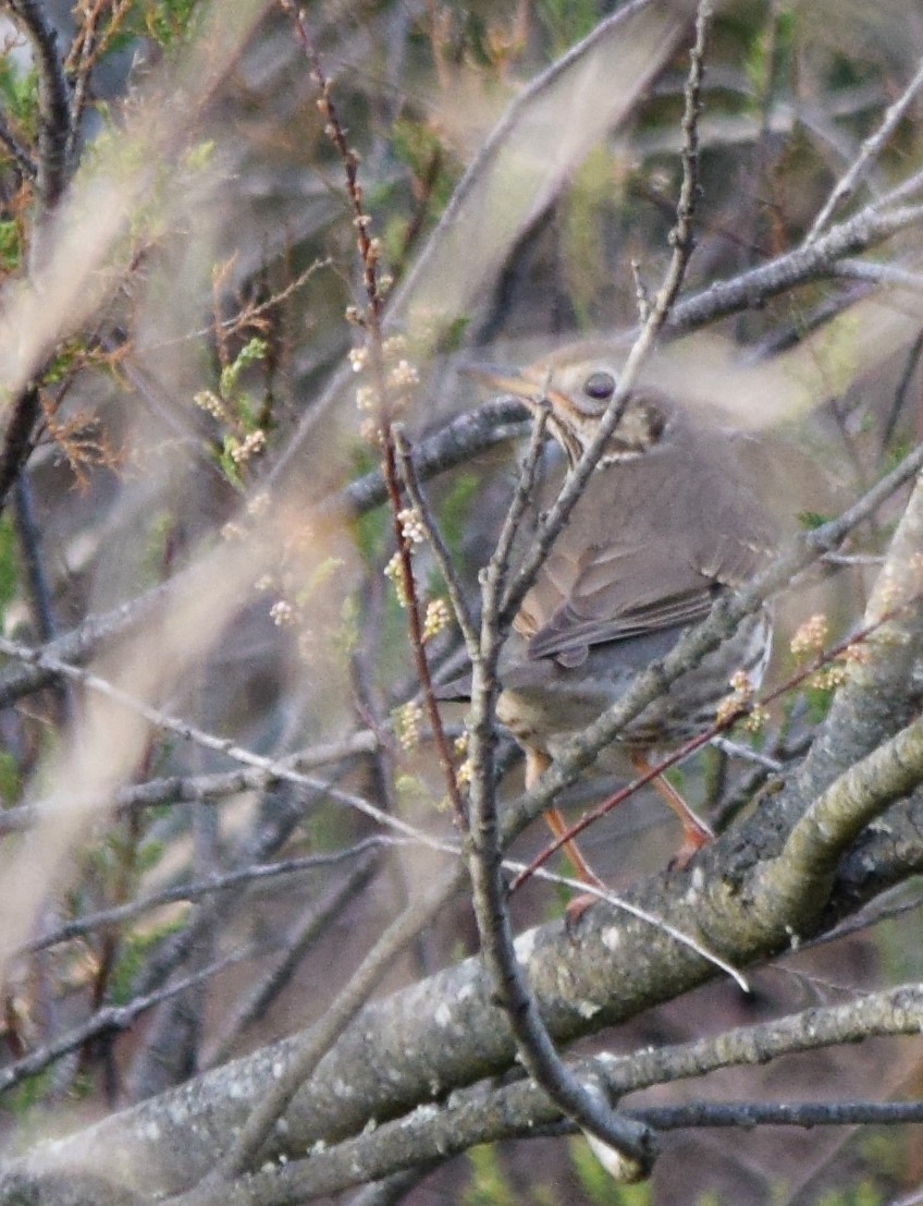 Song Thrush - Luís Santos