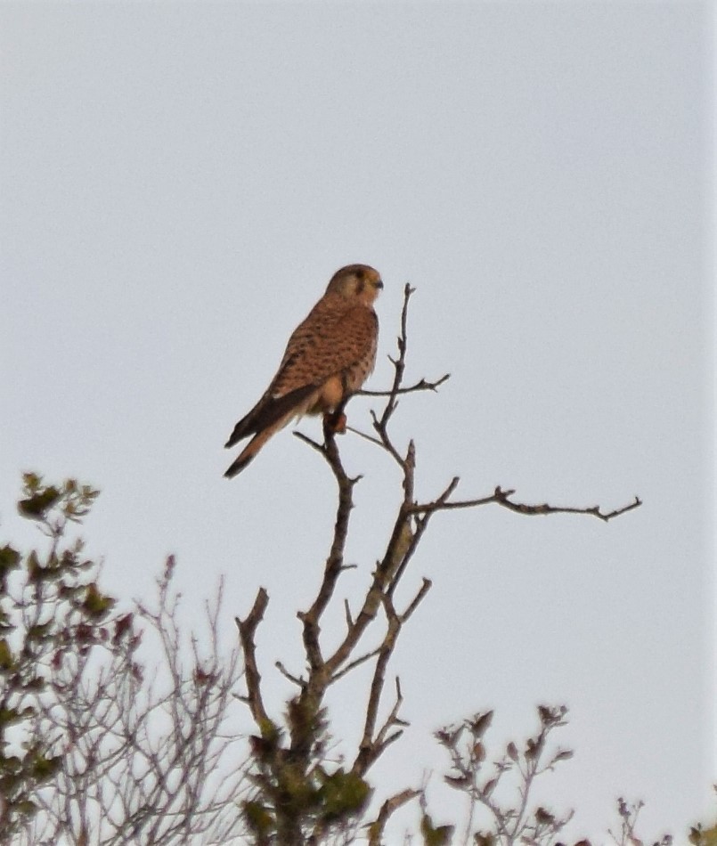 Eurasian Kestrel - ML426675891