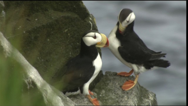 Horned Puffin - ML426676