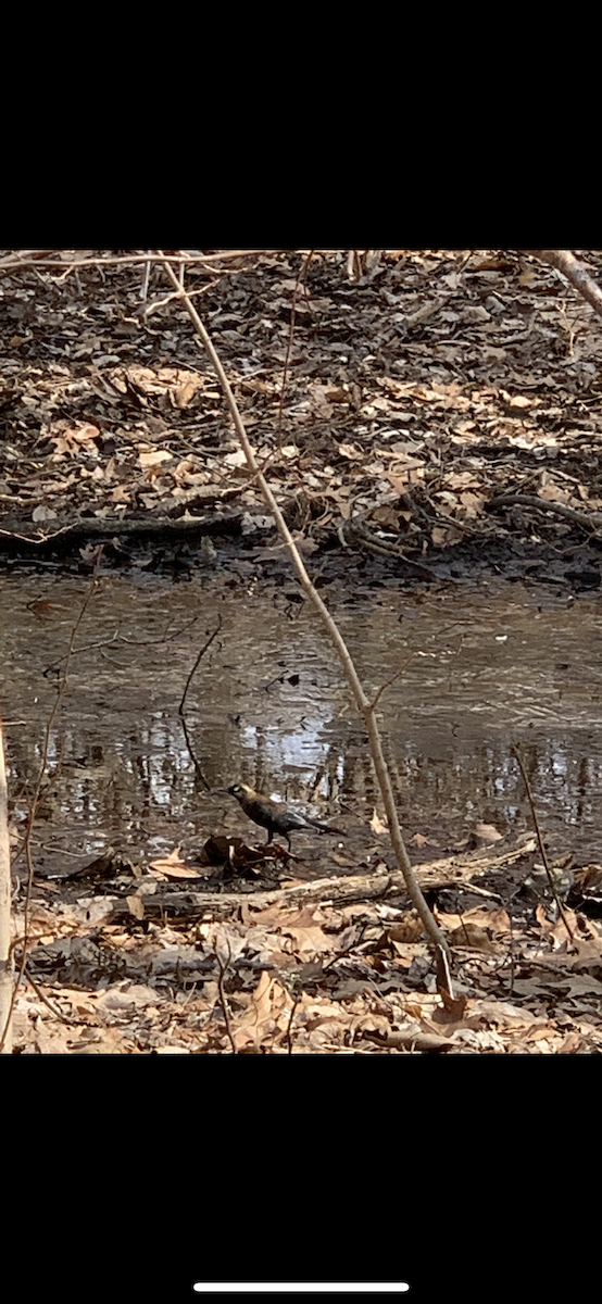 Rusty Blackbird - ML426676091