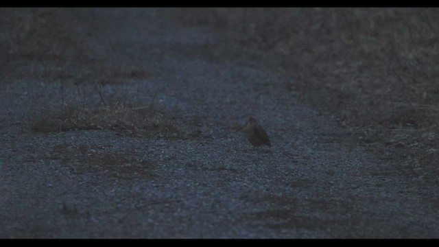 American Woodcock - ML426676161