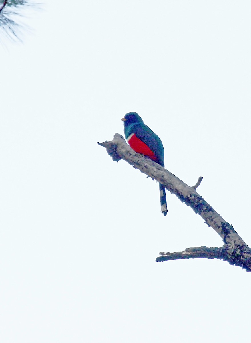 Mountain Trogon - ML426676401