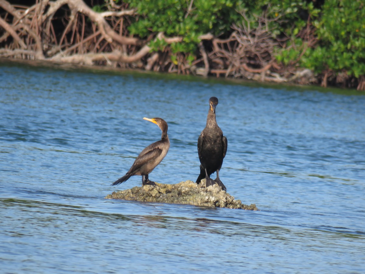 Double-crested Cormorant - Curtis Mahon