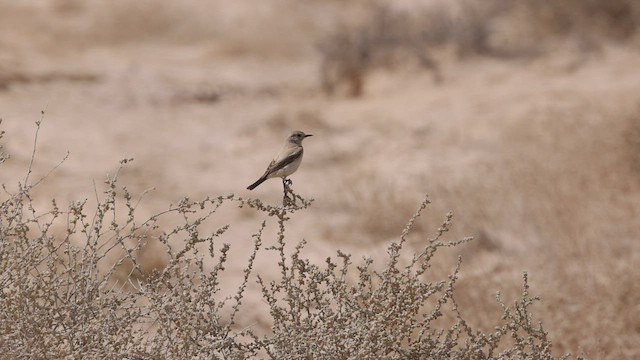 Desert Wheatear - ML426678151