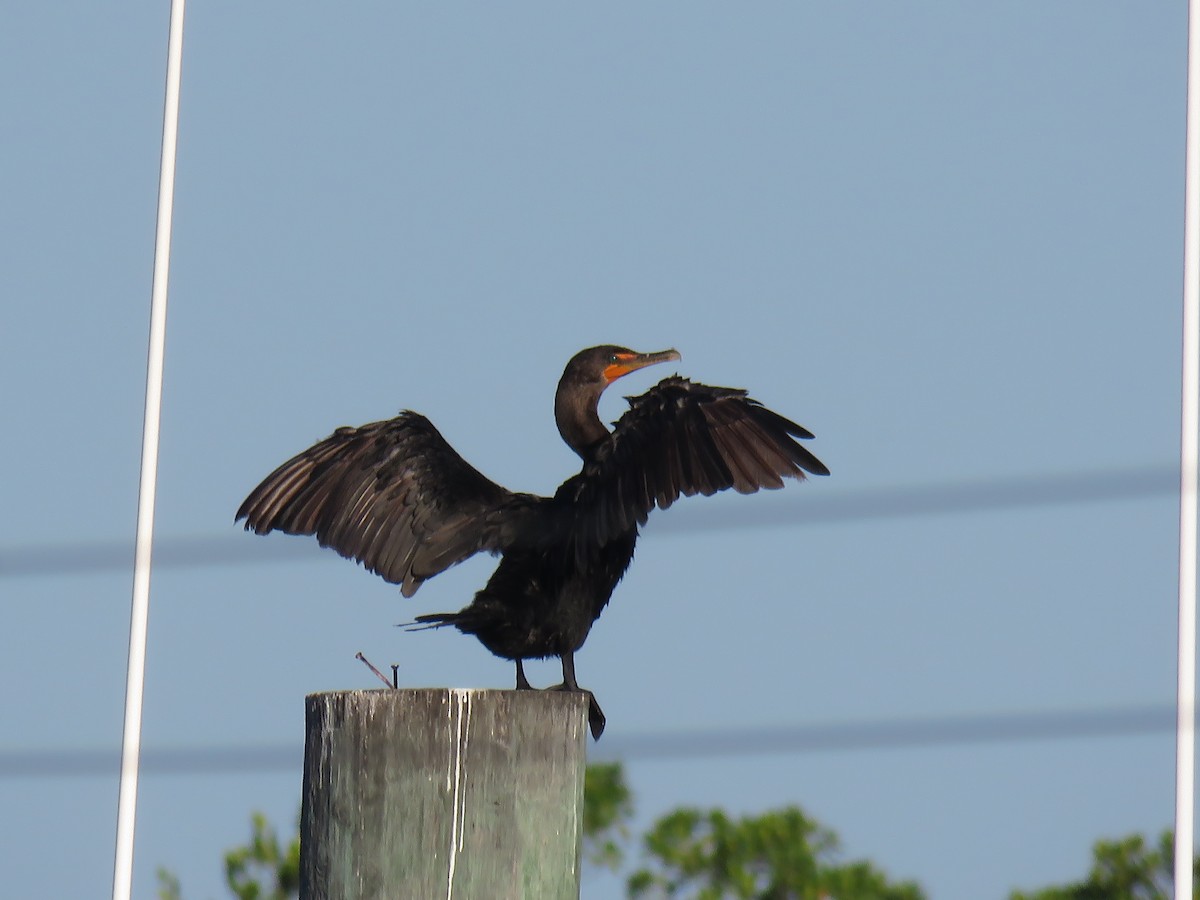 Double-crested Cormorant - Curtis Mahon