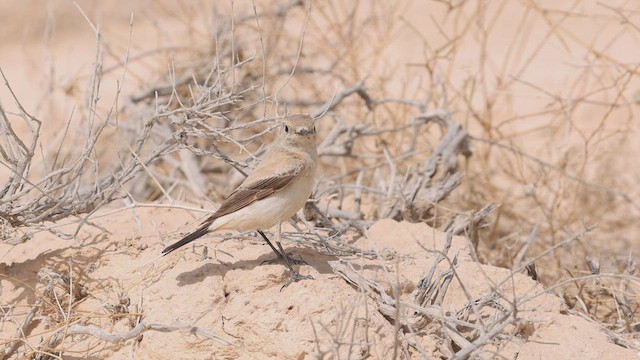 סלעית מדבר - ML426679801