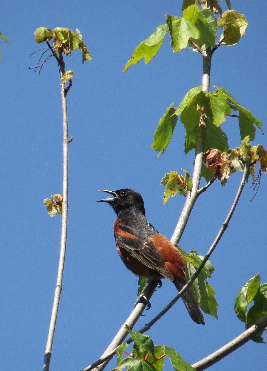 Turpial Castaño - ML42667981