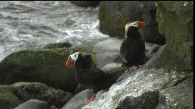 Tufted Puffin - ML426680