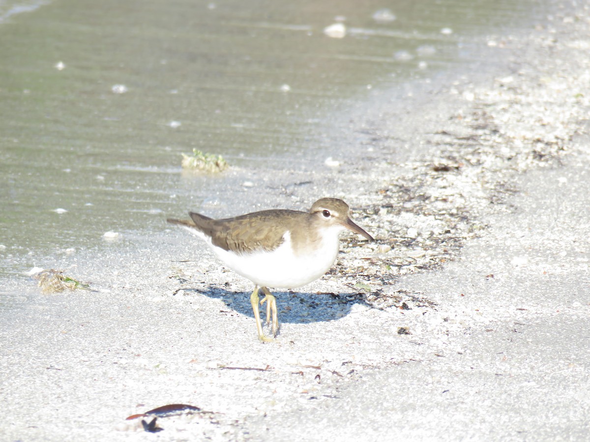 Spotted Sandpiper - Curtis Mahon