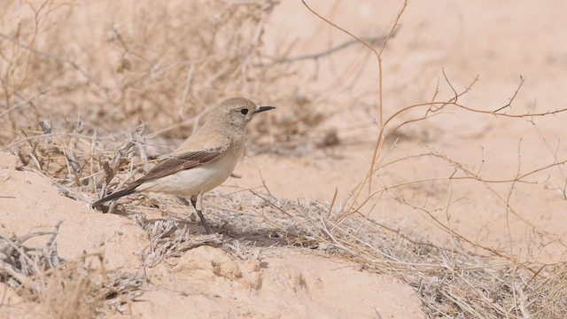 Desert Wheatear - ML426681121