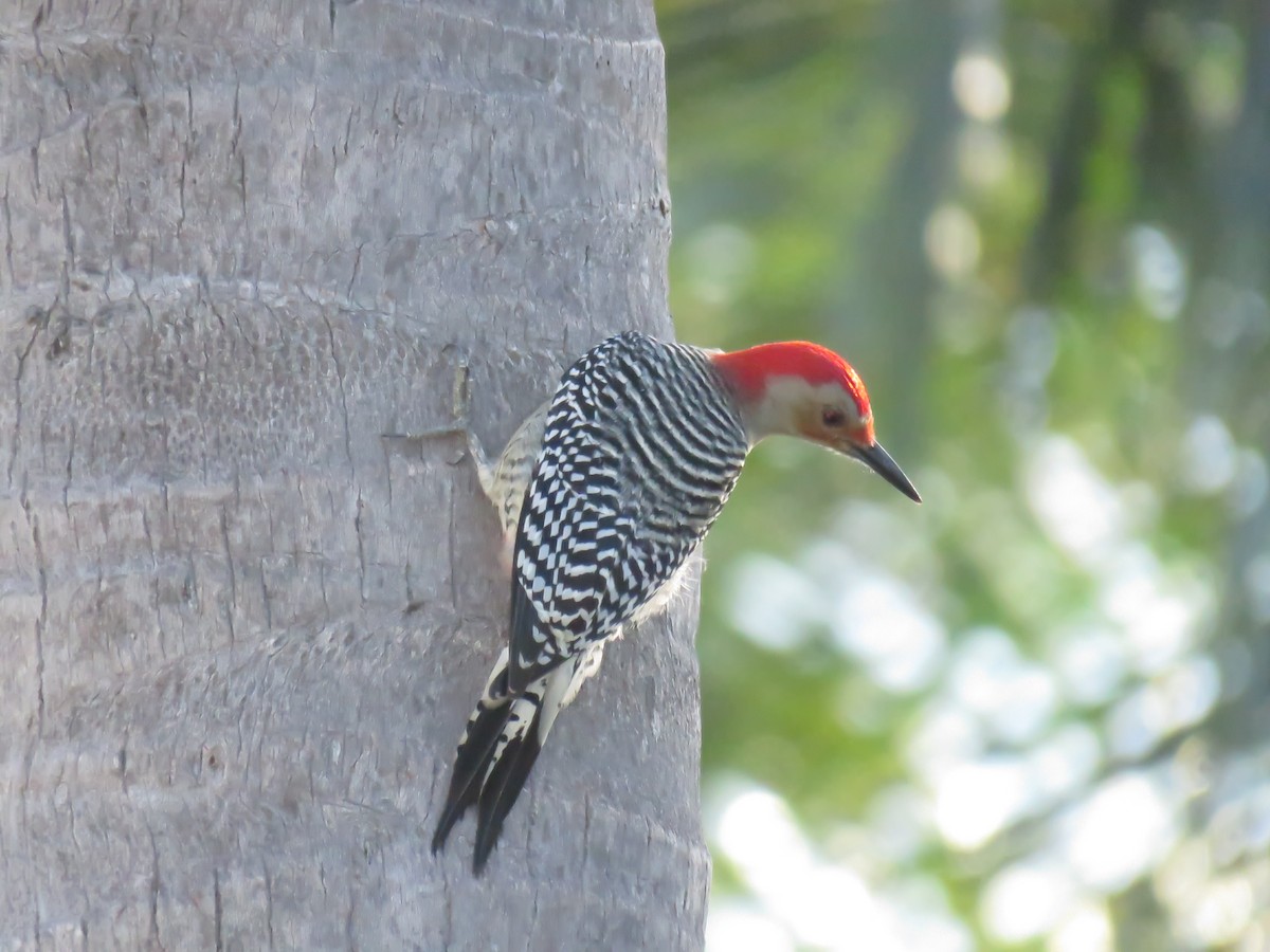 Red-bellied Woodpecker - Curtis Mahon