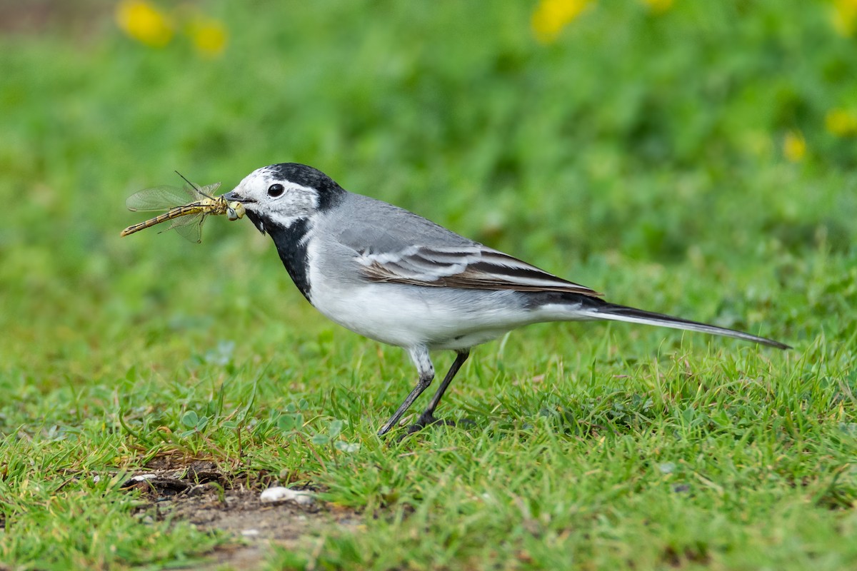 White Wagtail - ML426683301