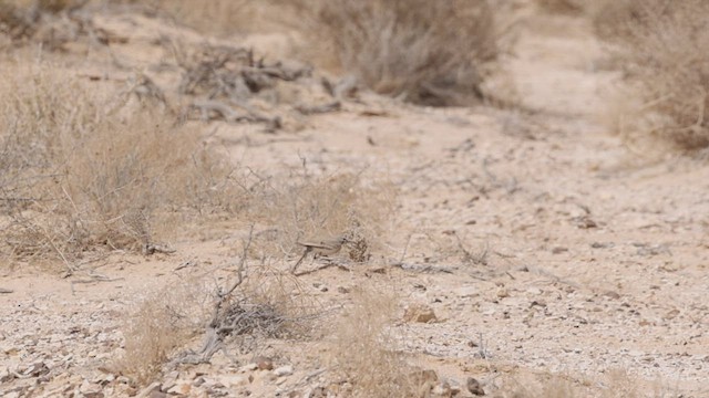 Sirli du désert (groupe alaudipes) - ML426683411