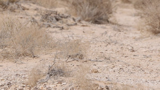 Greater Hoopoe-Lark (Mainland) - ML426683411