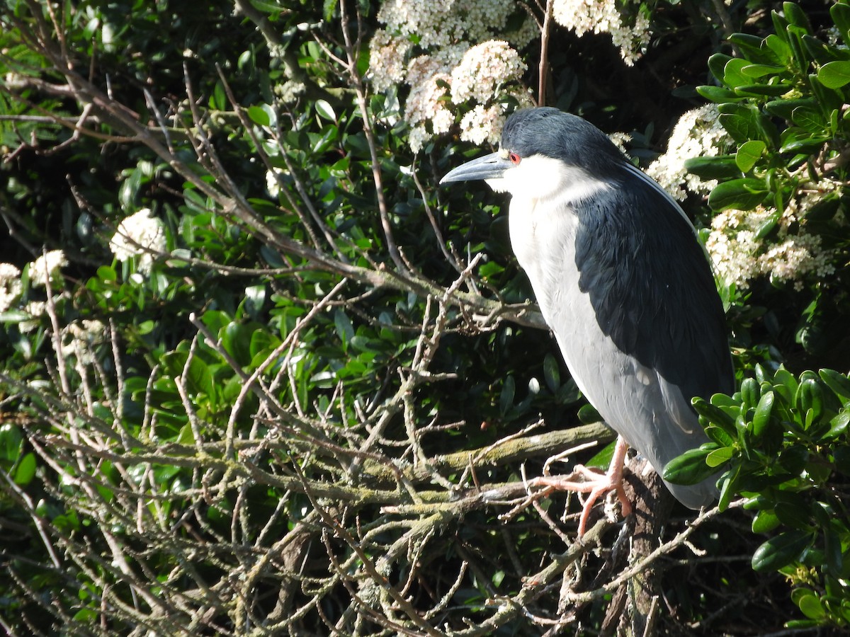 Black-crowned Night Heron - Ian Martin